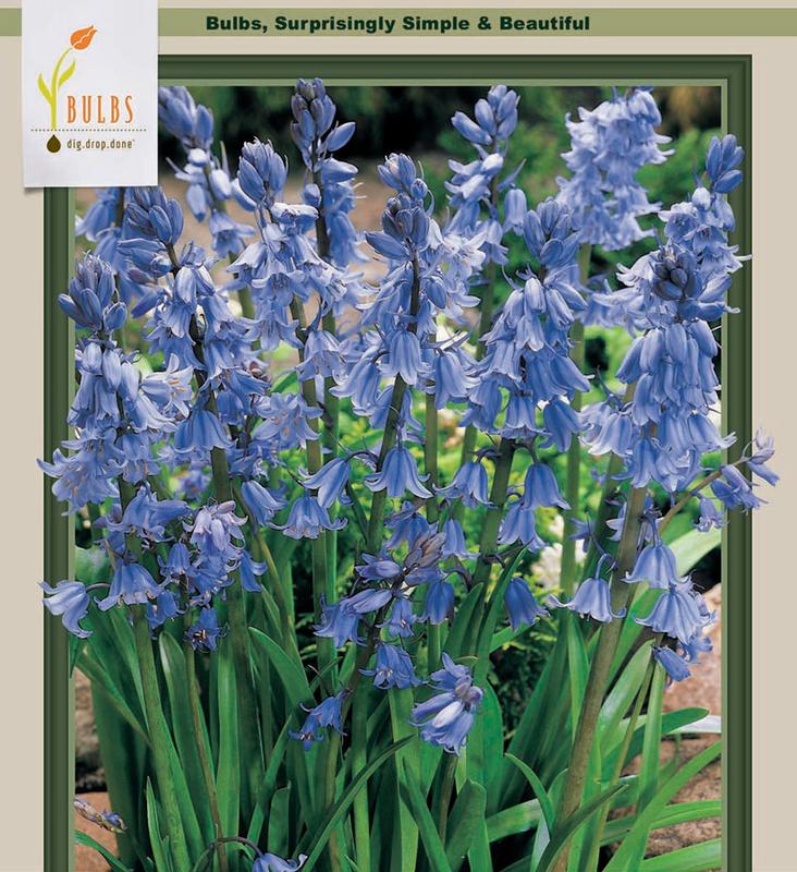 Blue Wood Hyacinth 10 Bulbs Hyacinthoides Spanish Bluebell 8/10