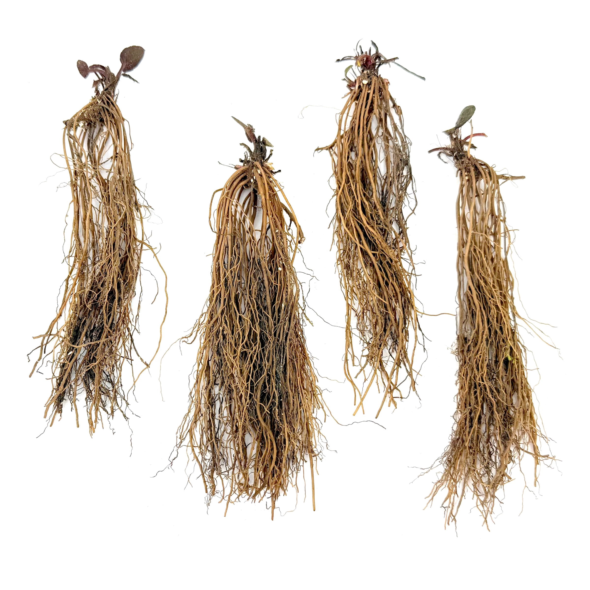National Plant Network Bare Root Black Eyed Susan Goldsturm Perennial Plant (3-Pack)