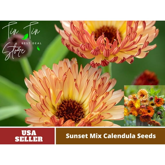 50  Seeds| Sunset Mix Calendula Flower Seeds | Seeds, Herbal Seeds, Flower Seeds, GMO Free, Authentic Seeds-B3G1 #H004