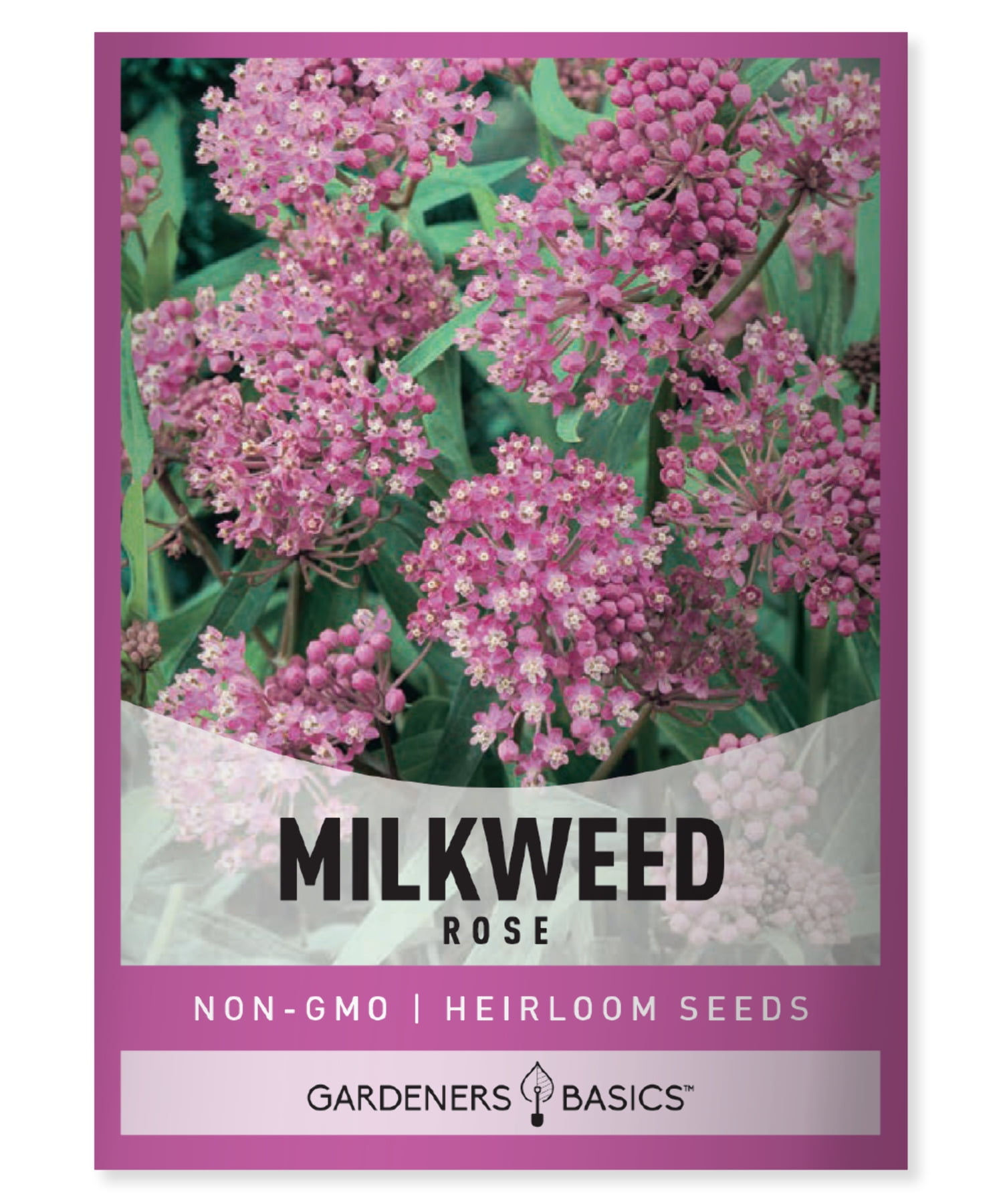 Flowers of tropical milkweed plant blood flower (Asclepias curassavica