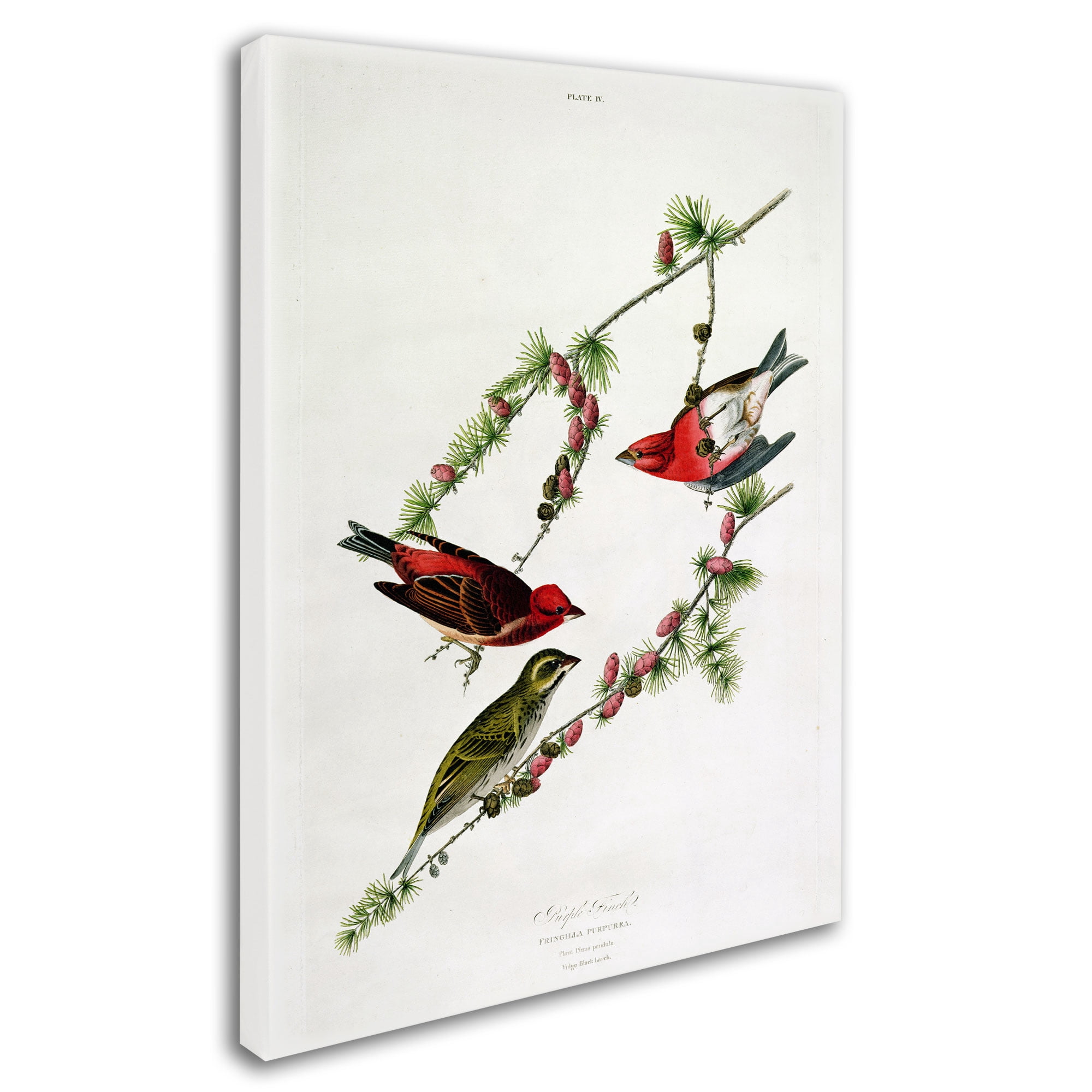 Trademark Fine Art "Purple Finch" Canvas Art by John James Audubon