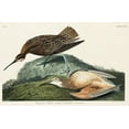 thumbnail image 2 of Audubon, John James 32x22 White Modern Wood Framed Museum Art Print Titled - Esquimaux Curlew, 2 of 4