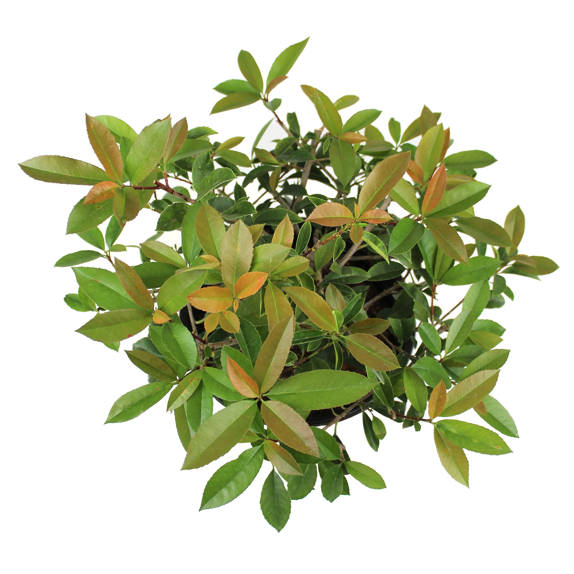 Expert Gardener Red Robin Photinia, 18-24 Tall, Live Shrubs for Garden, 2.25 gal Pot, Full Sun