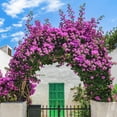 thumbnail image 6 of Under $10 Artificial Bougainvillea Vine, Hot Pink Fake Climbing Flower, Artificial Flowers Branches Flowers Vines for Home，Garden，Wedding，，Indoor And Outdoor， Arrangement And Diy Decor, 6 of 6