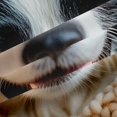 thumbnail image 5 of Homewish Cute Collie Dog Kitchen Curtains,Pet Lover Black Out Curtains Pack of 2 (42x63 Each),Cream, 5 of 6