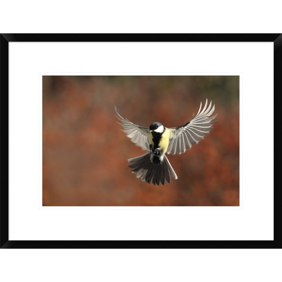 Global Gallery Barre Thierry 'Fly' Framed Wall Art