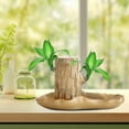 thumbnail image 2 of Brazilian Wood, Brazilian Wood Plant, 2024 New Mini Brazil Lucky Wood Plant, Brazilian Lucky Wood Plants with Pot and Figurine, Indoor Hydroponic Potted Plant for Home Office Desktop, 2 of 5