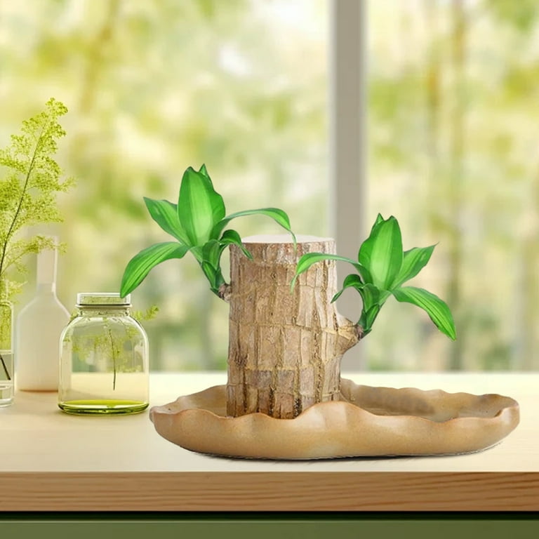 Brazilian Wood, Brazilian Wood Plant, 2024 New Mini Brazil Lucky Wood  Plant, Brazilian Lucky Wood Plants with Pot and Figurine, Indoor Hydroponic  ...