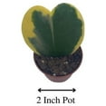 thumbnail image 2 of Variegated Hoya Kerrii Heart/Sweetheart Plant/Mothers Day Plant/Hoya Plant/Heart Shaped Succulent/Heart Hoya/Live Plant Rare, 2 of 8