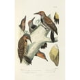 thumbnail image 2 of Alfred Malherbe 11x14 Gold Ornate Wood Frame and Double Matted Museum Art Print Titled - Monograph of Picidae Pl38 (1861-1862), 2 of 4