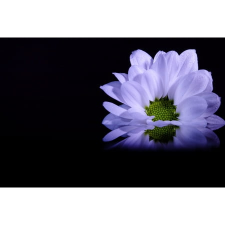 - LAMINATED POSTER Dahlia Plant Floral Decoration Flower Petal Poster Print 24 x 36