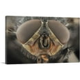 thumbnail image 1 of ARTCANVAS Macro Fly Home decor Canvas Art Print - Size: 60" x 40" (1.50" Deep) (3-Piece), 1 of 9