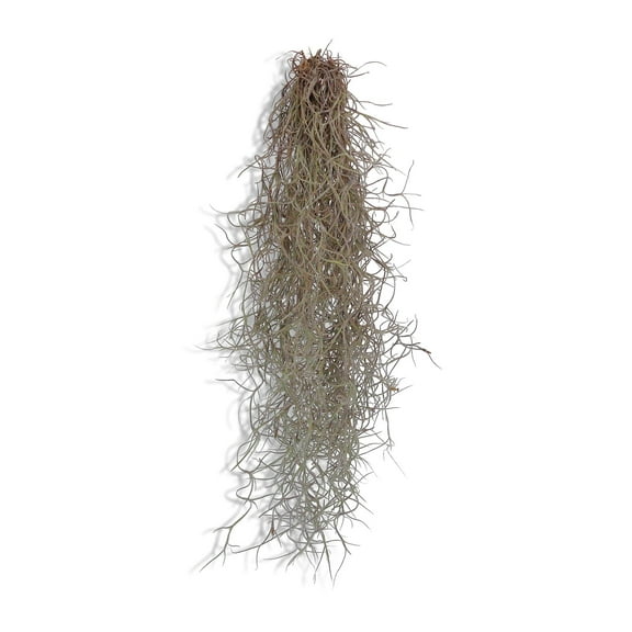 Tillandsia Usneoides Spanish Moss Air Plants Living Moss