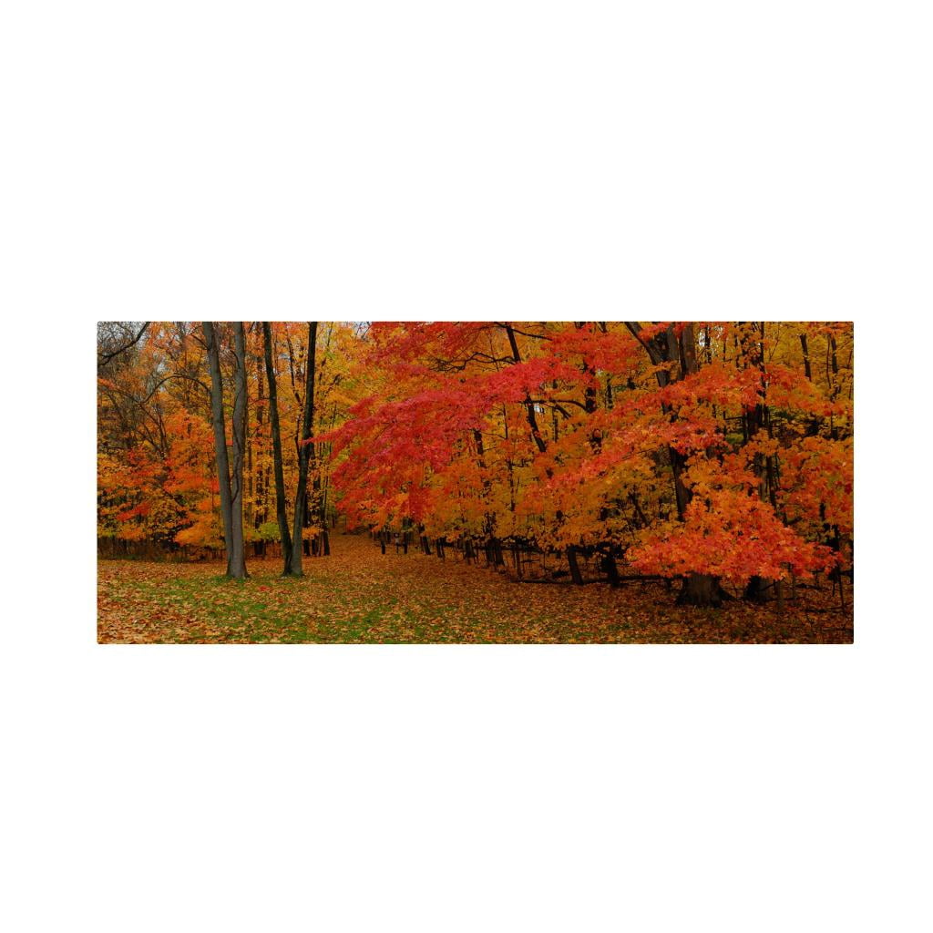 Trademark Fine Art "Ohio Autumn" Canvas Wall Art by Kurt Shaffer
