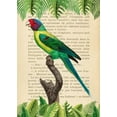 thumbnail image 2 of Lamanche, Stef 11x14 Gold Ornate Wood Framed with Double Matting Museum Art Print Titled - The Plum-Headed Parakeet- After Levaillant, 2 of 4