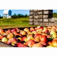 thumbnail image 2 of White House All Natural RAW Unfiltered Apple Cider Vinegar, 64 fl oz, 2 of 3