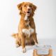 thumbnail image 4 of Cuenco redondo de cerámica para perros y gatos con soporte de madera, soporte de agua de cerámica duradero para mascotas, cuenco para perros con soporte, (mármol grande 20 cm), 4 of 5