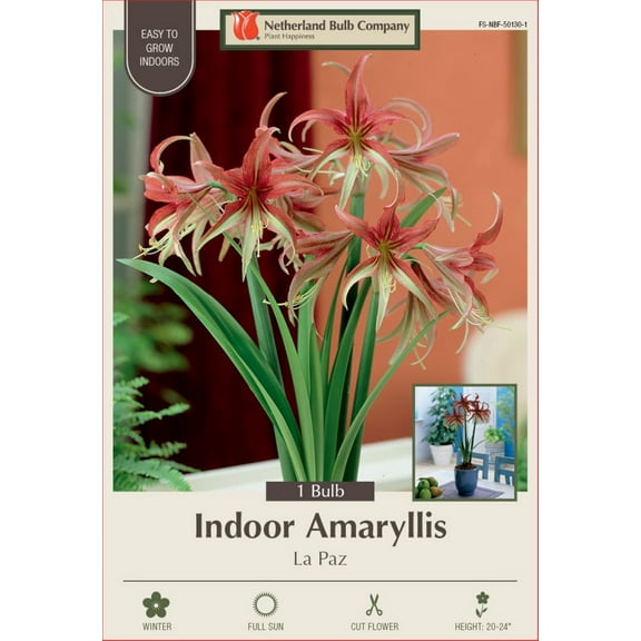 La Paz Amaryllis Bulb - Exotic Cybister - 26/ cm Bulb