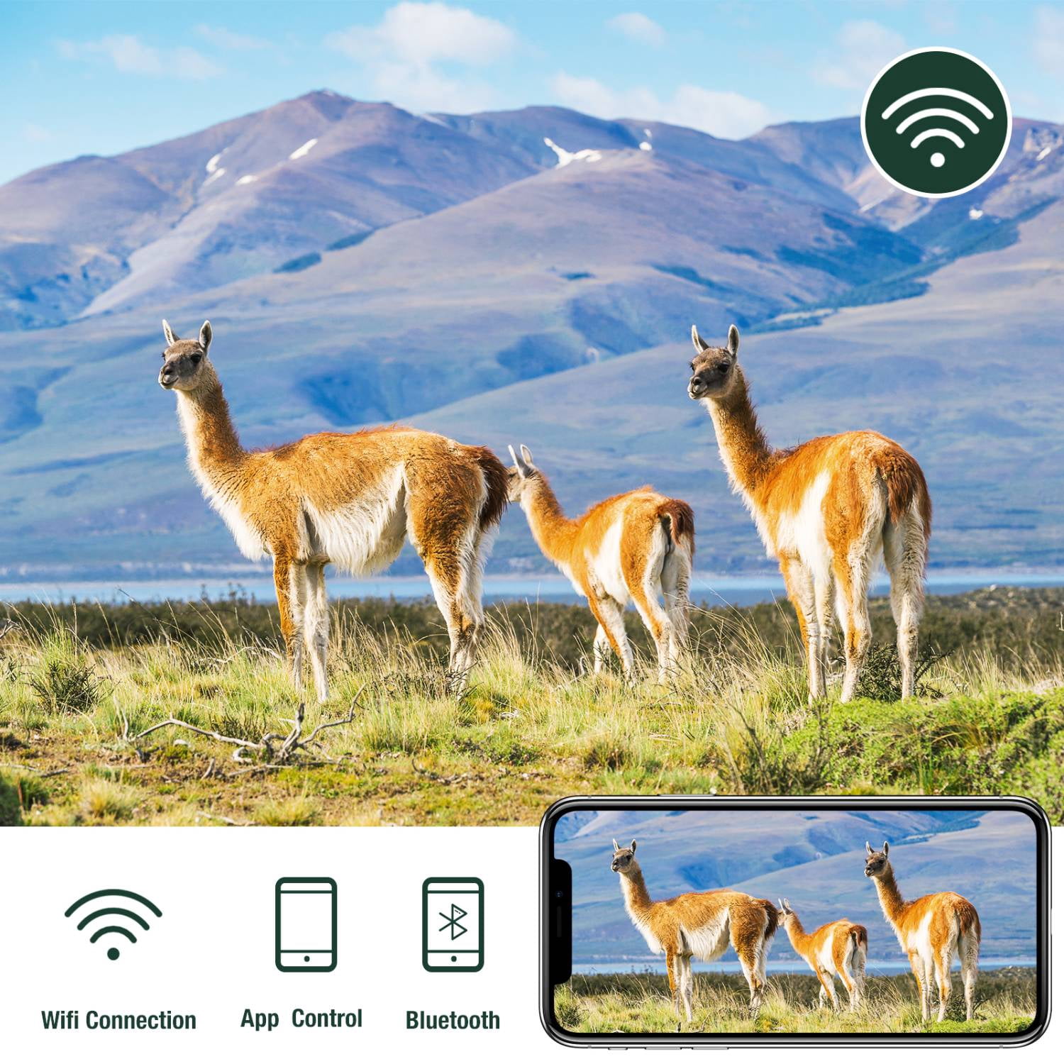 CAMPARK WiFi Trail Camera 42MP 4K LITE Game Camera with Infrared Nigh Vision Motion Activated Waterproof IP66 with 2.4″LCD Hunting Trail Cam 120°Wider Detection Angle for Wildlife Monitoring
