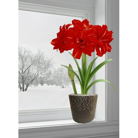 EuroBlooms Amaryllis Red Peacock - Prepotted BB (Best Way To Plant Amaryllis Seeds)
