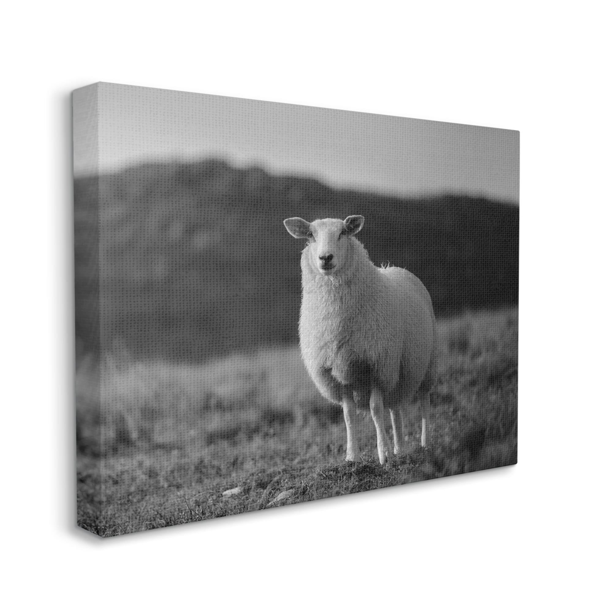 Stupell Industries Sheep In Rural Country Field Animals & Insects Photography Gallery Wrapped Canvas Print Wall Art