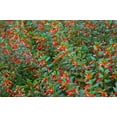thumbnail image 4 of 10 Red CIGAR PLANT Mexican Firecracker Cuphea Ignea Hummingbird Flower Seeds, 4 of 10