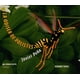 thumbnail image 1 of LA ODISEA DE POLISTES OCEANO TRAVESIA JAVIER PEÑA, 1 of 2