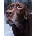 thumbnail image 1 of CVPuzzles Chocolate Lab Retriever in The Snow 504 Piece Jigsaw Puzzle 16" X 20", 1 of 2