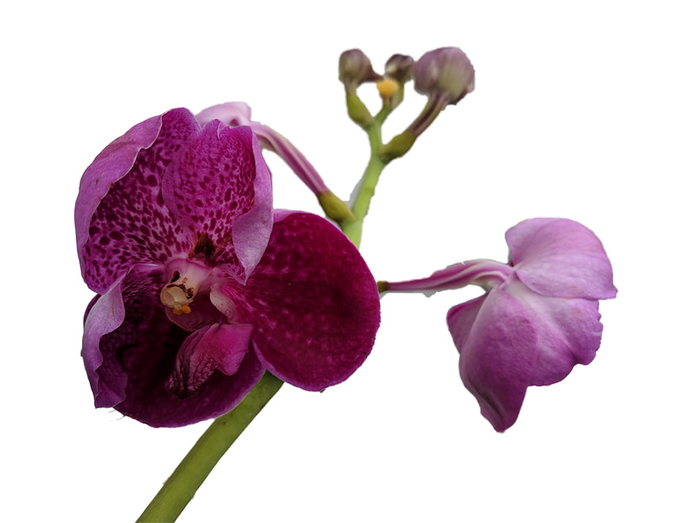 Fuchsia Vanda Orchid - 4