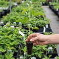 thumbnail image 3 of 2 Ouachita Blackberry Plants Live, Fruit Berry Bush, 4-7 Inch Tall, 3 of 5