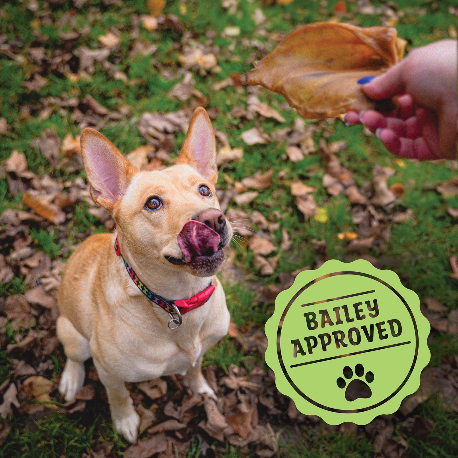 Pasture Paws Pig Ears for Dogs - 30 Pack, Natural Dog Chews, Long Lasting Treats for Dogs for Promoting Healthy Teeth and Gums, Muscle Development, and Overall Health, Preservative Free