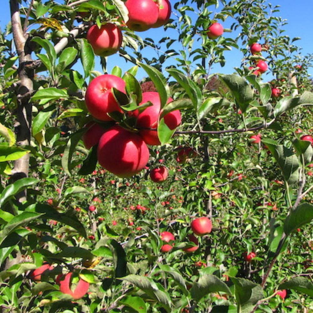 Expert Gardener 3-4 ft tall Cameo Apple Live Tree in 7-Gallon Grower Pot