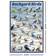 thumbnail image 4 of Backyard Birds Educational Poster - 24 x 36 inches, 4 of 5