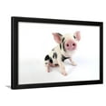 thumbnail image 1 of Pig Kune Kune Cross Gloucester Old Spot Piglet, Animals Scenic Framed Art Print Wall Art Sold by Art.Com, 1 of 5