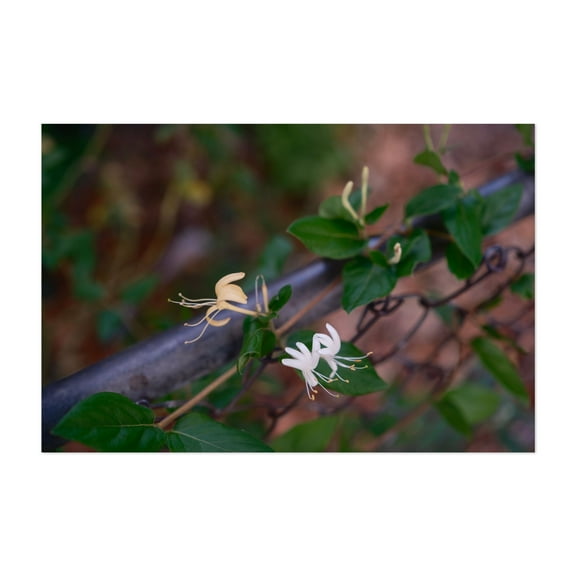 Honeysuckle on Chain Link Fence - Photography Flowers Botanical Floral Nature Garden Scenic Unframed Wall Art Print 4 x 6 inches