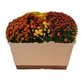 thumbnail image 5 of Better Homes & Gardens 1.5G Windowbox Garden Mum Live Plant in Decorative Pot, 5 of 6