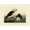 thumbnail image 3 of Audubon, John James 14x11 Black Modern Framed Museum Art Print Titled - Large Billed Puffin, 3 of 5