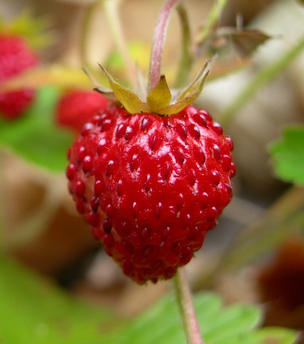 Fraise Everbearing Alpine Strawberry 4" Pot Very Hardy/Very Sweet