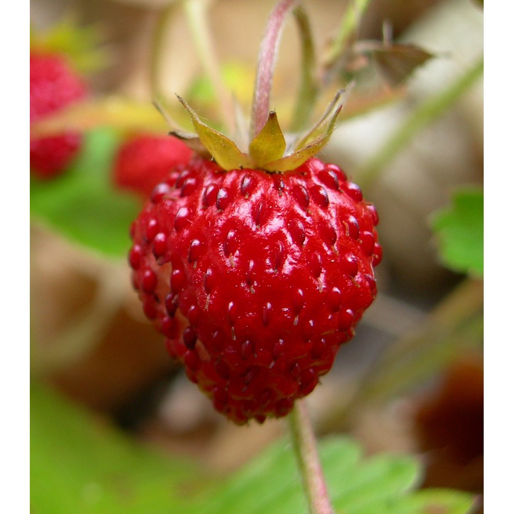 Fraise Everbearing Alpine Strawberry 4" Pot Very Hardy/Very Sweet