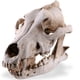 thumbnail image 1 of Resina cráneo decoración realista esqueleto cabeza coyote esculturas decorativas estilo gótico estilo anatómico enseñando apoyo para fiesta de halloween Yuarrent HA011086-00B, 1 of 7