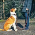 thumbnail image 2 of Dog Leash Reflective Nylon Leashes Medium Large Puppy Durable Collar Leashes Lead Rope For Cat Big Small, 2 of 2