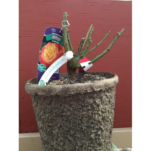 1 Potted Dormant Rose Bush