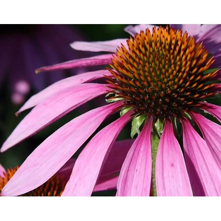 Classy Groundcovers, Echinacea purpurea 'Magnus', Brauneria purpurea, Rudbeckia purpurea (25 Pots, 3 1/2 inch square)