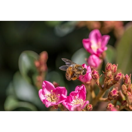 Canvas Print Bee Honey Bee Nature Pollen Flowers Honey Spring Stretched Canvas 10 x