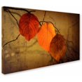 thumbnail image 2 of Trademark Fine Art "Textured Leaves" Canvas Art by Philippe Sainte-Laudy, 2 of 3