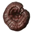 thumbnail image 3 of Hongo Reishi Adaptógeno Commons 120 cápsulas, 3 of 3