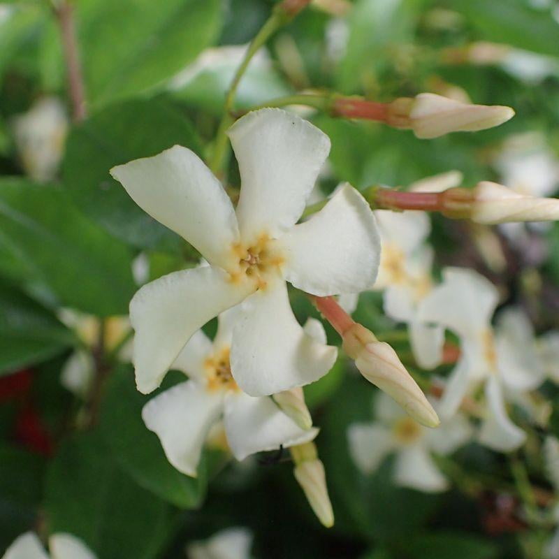 Star Jasmine&ndash;Staked&ndash;Fragrant Evergreen Vine  5 Gallon