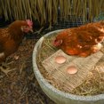 thumbnail image 4 of 6pcs Chicken Coop Box Pads Woven Grass Rugs Rabbit Grass Mats Natural Grass Pads, 4 of 7