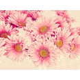 thumbnail image 2 of Navas, Emily 14x12 White Modern Wood Framed Museum Art Print Titled - Pink Daisies I, 2 of 4