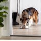 thumbnail image 4 of Dww-stainless Steel Dog Bowl, 4 of 5